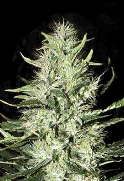 Auto Mazar Extra > Bulk Seed Bank | Graines Autofloraison  |  Indica