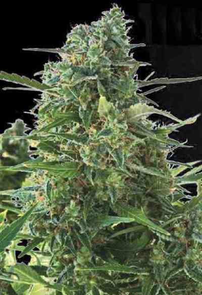 Auto NBA Diesel > Bulk Seed Bank | Graines Autofloraison  |  Hybride