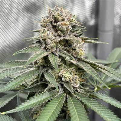 Auto OG Eddy Lepp > Original Sensible Seeds | Semillas de marihuana autoflorecientes  |  Híbrido