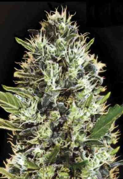 Auto Sunmango > Bulk Seed Bank | Autoflowering Cannabis   |  Hybrid