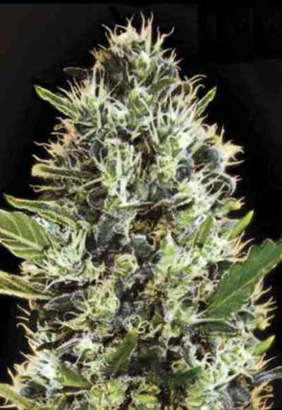 Auto Sunmango > Bulk Seed Bank | Autoflowering Hanfsamen  |  Hybrid