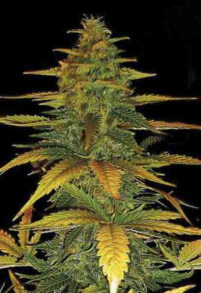 Auto Wild Dwarf > Bulk Seed Bank | Autoflowering Cannabis   |  Indica
