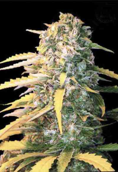 Auto White Widow > Bulk Seed Bank | Graines Autofloraison  |  Indica