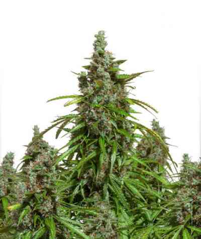 Auto Mazar > Dutch Passion | Autoflowering Cannabis   |  Indica