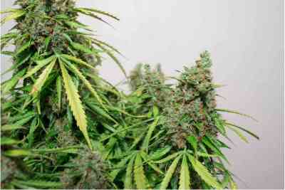 Auto Mazar > Dutch Passion | Autoflowering Cannabis   |  Indica