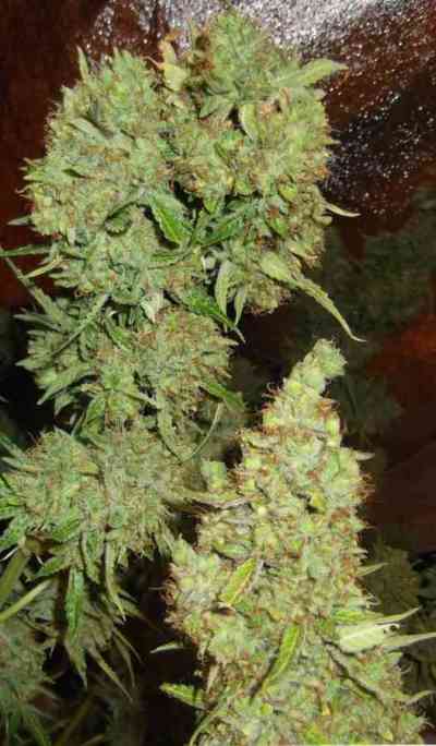 Auto Mazar > Dutch Passion | Autoflowering Cannabis   |  Indica