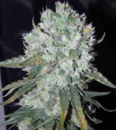 Auto Ultimate > Dutch Passion | Semillas de marihuana autoflorecientes  |  Híbrido