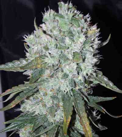 Auto Ultimate > Dutch Passion | Autoflowering Hanfsamen  |  Hybrid