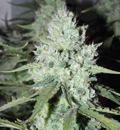 Auto Ultimate > Dutch Passion | Autoflowering Hanfsamen  |  Hybrid