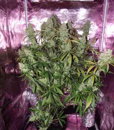 Auto Ultimate > Dutch Passion | Autoflowering Hanfsamen  |  Hybrid