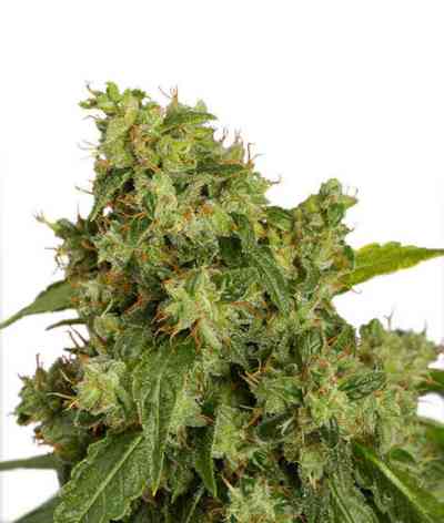 Auto Xtreme > Dutch Passion | Graines Autofloraison  |  Indica