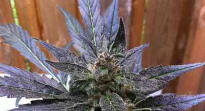 Auto Xtreme > Dutch Passion | Graines Autofloraison  |  Indica