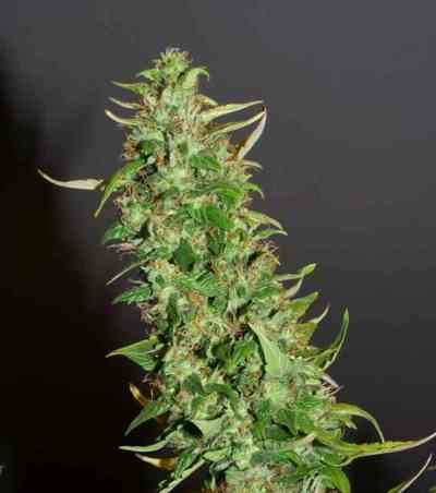 Auto Xtreme > Dutch Passion | Autoflowering Hanfsamen  |  Indica