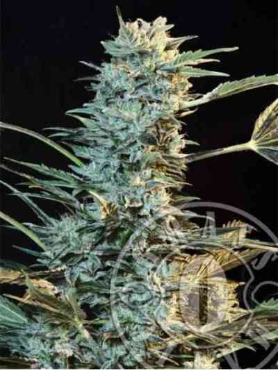 Automatic AK > GrassOMatic | Autoflowering Cannabis   |  Hybrid