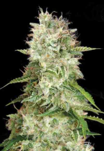 Auto Cheese > Bulk Seed Bank | Graines Autofloraison  |  Hybride