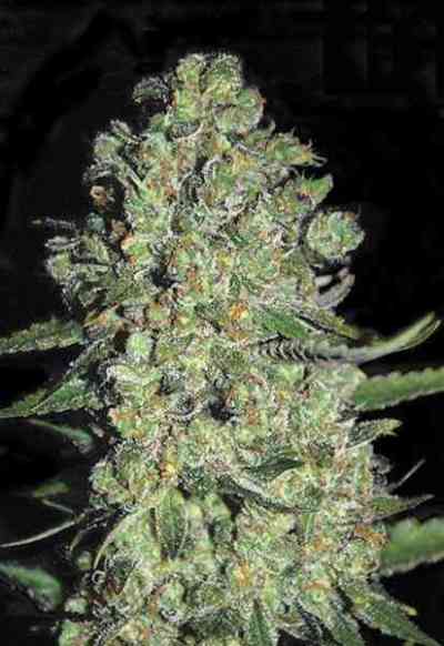 Auto Chronical > Bulk Seed Bank | Autoflowering Cannabis   |  Hybrid