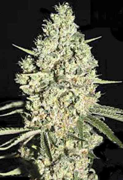 Auto Critical > Bulk Seed Bank | Graines Autofloraison  |  Hybride