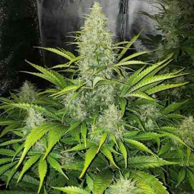 Auto Reek\'n semilla > The Devil\'s Harvest Seed Company | Semillas de marihuana autoflorecientes  |  Híbrido