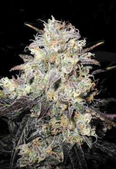 Auto Cocopopo > Bulk Seed Bank | Autoflowering Hanfsamen  |  Sativa