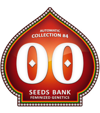 Automatic Collection #4 > 00 Seeds Bank | Semillas autoflorecientes  |  Índica