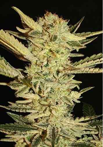 Automatic Fini graines > Super Strains | Graines Autofloraison  |  Hybride