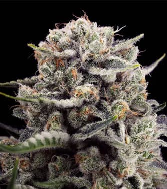 B-45 by Booba > Silent Seeds | Feminized Marijuana   |  Indica