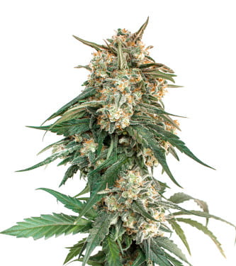 BCN Critical XXL Fast > Seed Stockers | Feminized Marijuana   |  hybrid