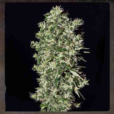 Big Tooth graines > Strain Hunters Seed Bank | Graines Féminisées  |  Hybride