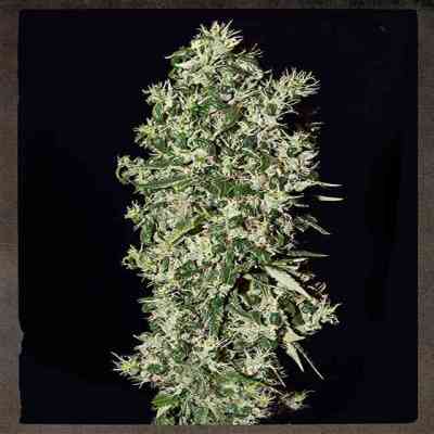 Big Tooth Samen > Strain Hunters Seed Bank | Feminisierte Hanfsamen  |  Hybrid