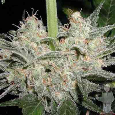 Black Widow Seed > Mr. Nice | Regular Marijuana   |  Hybrid