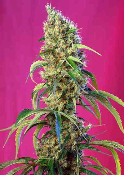 Black Jack CBD Seed > Sweet Seeds | CBD cannabis seeds  |  Hybrid