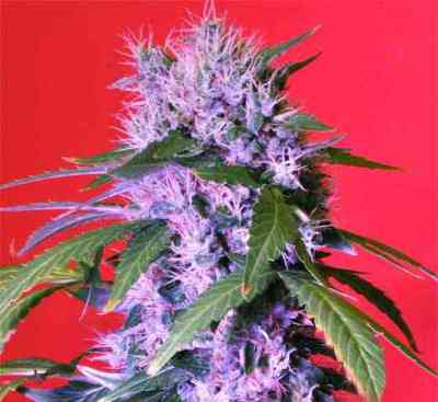 Berry Bomb Auto > Bomb Seeds | Autoflowering Cannabis   |  Hybrid