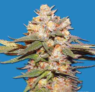 Big Bomb Auto > Bomb Seeds | Semillas autoflorecientes  |  Híbrido