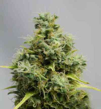 Big Bomb > Bomb Seeds | Feminized Marijuana   |  hybrid