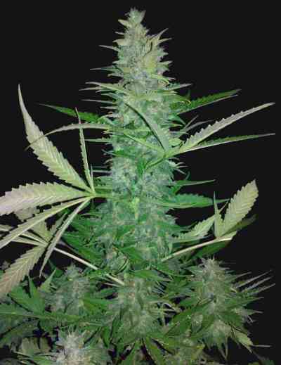 Big Low > Seeds of Life | Autoflowering Cannabis   |  Hybrid