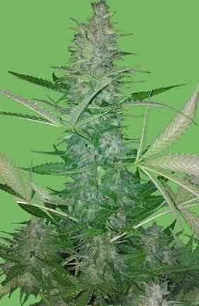 Big Low > Seeds of Life | Autoflowering Cannabis   |  Hybrid