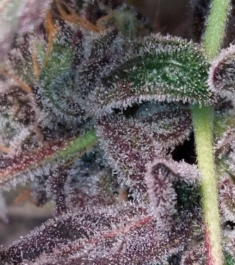 Bizcocho > Grounded Genetics | Feminized Marijuana   |  hybrid