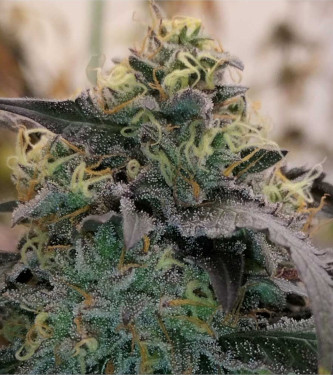 Bizcocho > Grounded Genetics | Feminisierte Hanfsamen  |  Hybrid