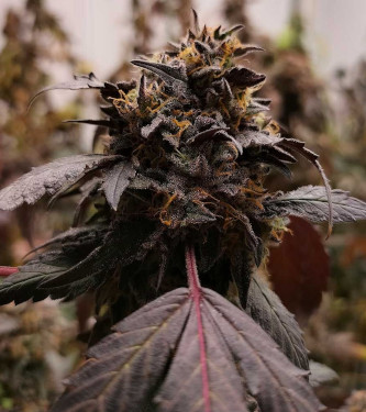 Bizcocho > Grounded Genetics | Feminisierte Hanfsamen  |  Hybrid