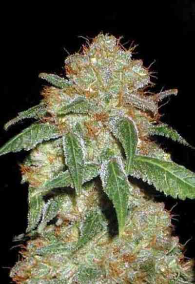 Dark Domina > Bulk Seed Bank | Feminized Marijuana   |  Indica