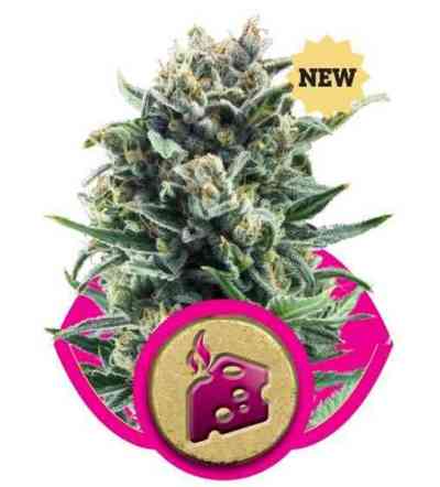 Blue Cheese Seed > Royal Queen Seeds | Feminized Marijuana   |  hybrid