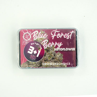 Blue Forestberry Auto graines > Growers Choice | Graines de cannabis auto  |  Sativa
