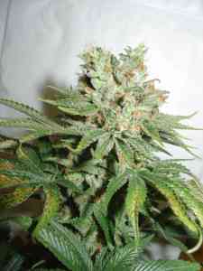 Blue Haze Seed > Homegrown Fantaseeds | Feminized Marijuana   |  Sativa