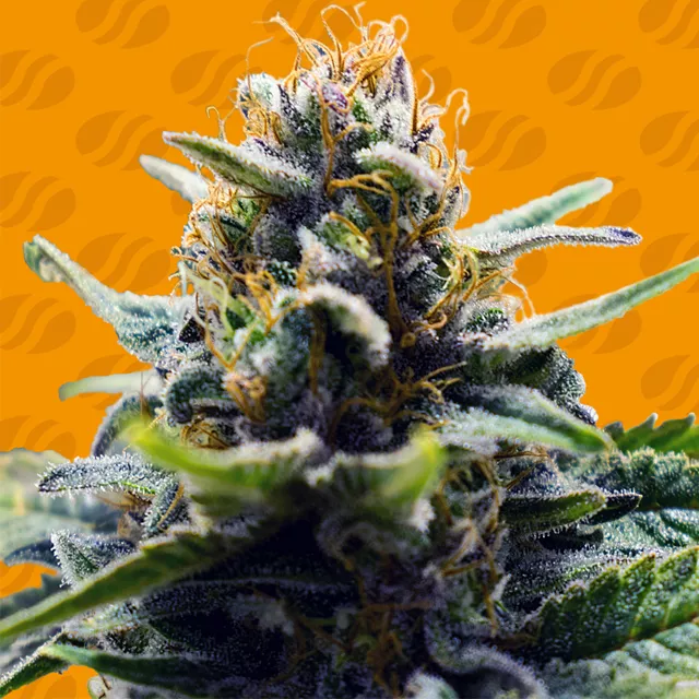Blue Zushi > Original Sensible Seeds