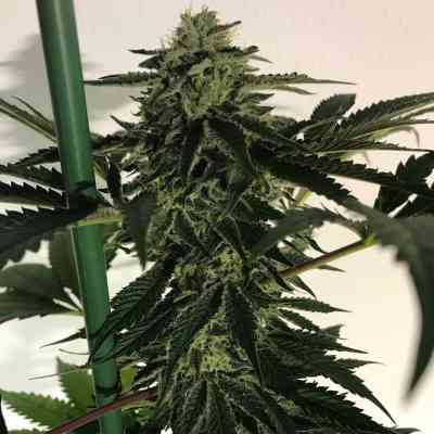 Blue OG Sherbet Samen > The Plug Seedbank | Feminisierte Hanfsamen  |  Sativa