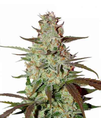 Blue Auto Mazar > Dutch Passion | Autoflowering Cannabis   |  Indica