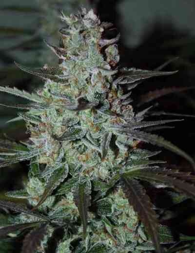 Blue Auto Mazar > Dutch Passion | Semillas de marihuana autoflorecientes  |  Índica