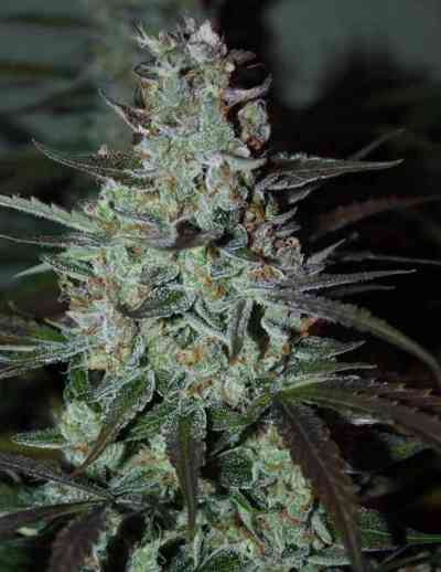 Blue Auto Mazar > Dutch Passion | Graines Autofloraison  |  Indica