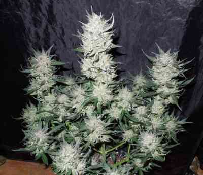 Blue Auto Mazar > Dutch Passion | Autoflowering Cannabis   |  Indica