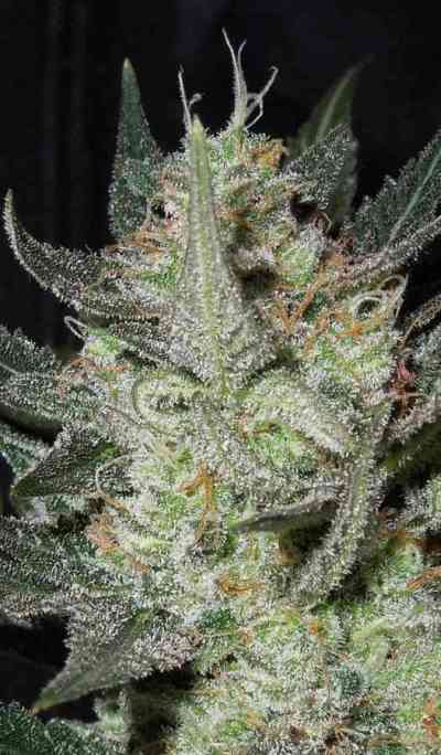 Blue Auto Mazar > Dutch Passion | Graines Autofloraison  |  Indica